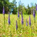 Véroniques en épis - Veronica spicata