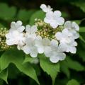 Viburnum - Viornes