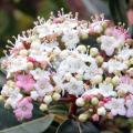 Viburnum tinus - Laurier-tin 