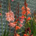 Watsonia - Watsonies