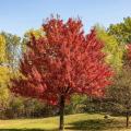 Erables rouges - Acer rubrum